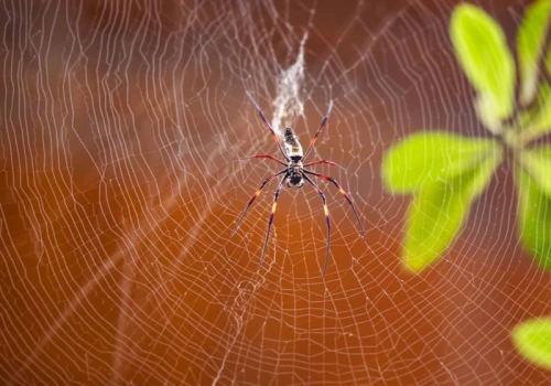 Pająki poza terrarium? We wrocławskim zoo żyją tuż nad głowami zwiedzających