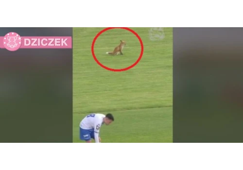 Miał świetny widok na mecz Stomilu. „Szczwanego kibica” uchwyciła kamera