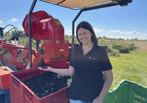 Plantator uzyskał 10% więcej plonu aronii. Co zrobił inaczej?