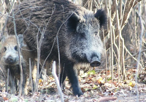 Ognisko padłych dzików u granic Rzeszowa. Wojewoda zwołała sztab kryzysowy