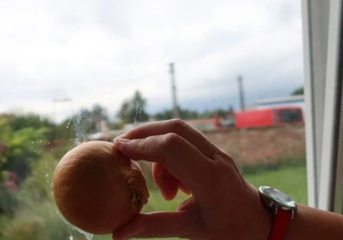 Cebula zamiast płynu do szyb? Sprawdziłam nietypowy sposób na czyste okna