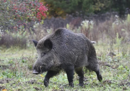 Nowe ognisko ASF w powiecie rzeszowskim. 10 km strefy zakażenia