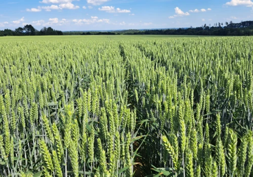 Odmiana pszenicy, która przekonuje wysokim plonem. RGT Furiosa - mocna kandydatka w ofercie Agrii