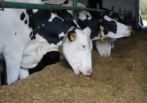 Produkcja mleka spadła o 15–75 proc. W UE krążą już 2 warianty wirusa