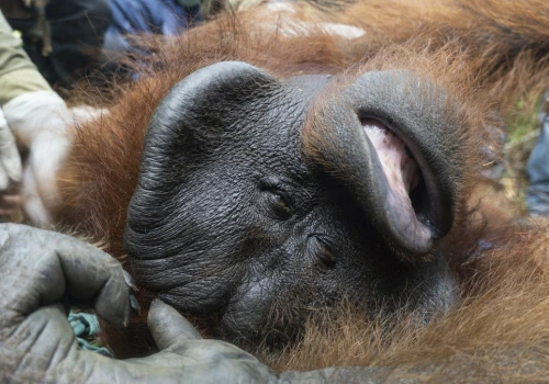 Pożary podsycone przez El Nino zniszczyły dom orangutanów. Mogą wymrzeć