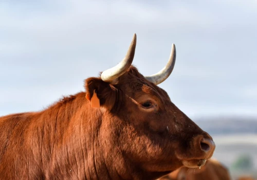 Tragiczny wypadek w Wielkopolsce. Rolnik został zabity przez byki