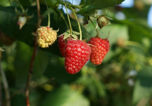 Maliny jesienne po 19–20 zł/kg. Czy plantatorzy odrobią straty po słabym sezonie letnim?