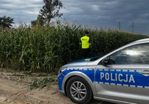 Zastawiają niebezpieczne pułapki w kukurydzy. Policja wysyła drony