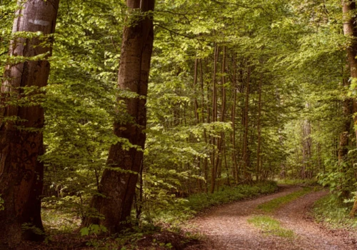 Świecą w ciemności, “krwawią” i śmierdzą padliną – polskie lasy kryją nie tylko poczciwe maślaki i borowiki