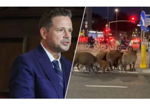 Dziki panoszą się w Warszawie. Trzaskowski zabrał głos