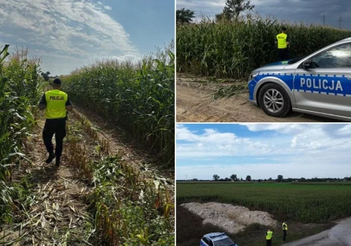 Policja pilnuje pól kukurydzy. Są patrole i dron