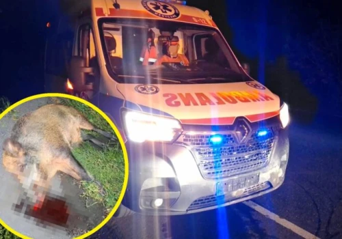 Dzik wyskoczył z lasu wprost pod karetkę. W ambulansie było przewożone dziecko