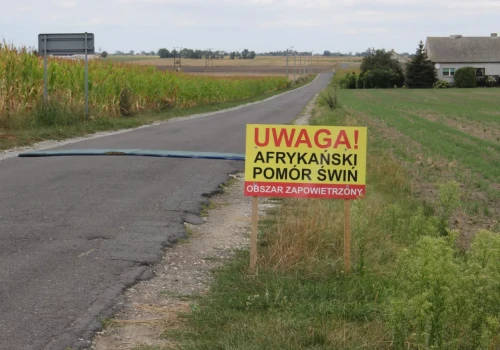 ASF znów zaatakował w chlewni. Pierwszy raz w tym województwie!