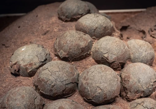 Kopce dinozaurów w niespodziewanym miejscu. W środku był skarb