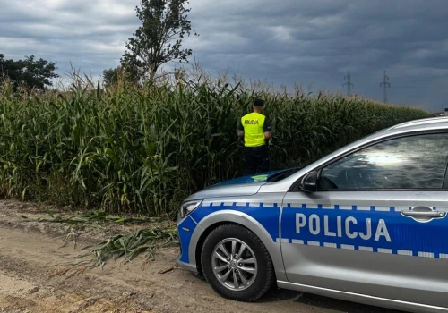 Śruby i pręty w kukurydzy. Policja używa dronów, by chronić kombajny