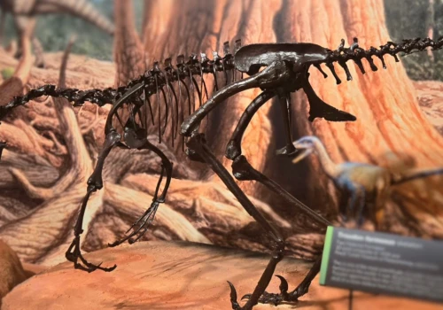 Naukowcy poznali sekrety inteligentnego dinozaura i złapali się za głowy