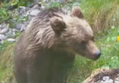 Niedźwiedź w Tatrach zdemontował fotopułapkę. Nagranie TPN po prostu rozbraja