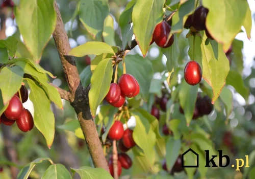 Hoduje niezwykle rzadkie owoce. Klienci jadą do niej po nie setki kilometrów