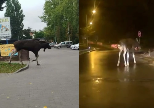 Łosie ruszają na jesienne amory. Pojawiły się w Lublinie i na wiadukcie nad ekspresówką