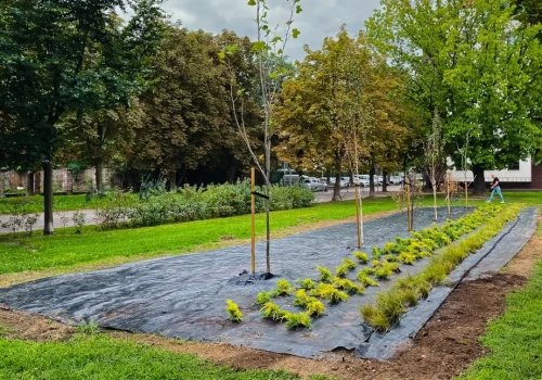 Są już pierwsze nasadzenia na skwerze w rejonie ulic Chojnowskiej i Jagiellońskiej w Legnicy (FOTO)
