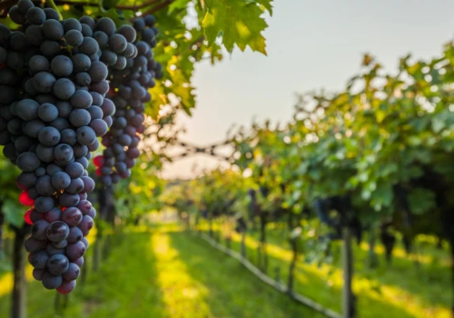 Po 2 tys. lat znów zrobią tu wino. Wyjątkowe winobranie