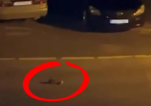 Był środek nocy. Kobietę obudził hałas. Musiała nagrać to, co zobaczyła
