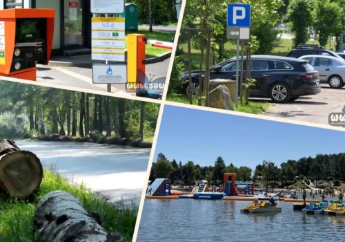 Sekwoje, parkingi i system opłat. Jakub Dąbek odsłania tajemnicę pniaków na Sosinie