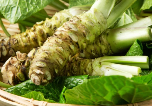 Najdroższa roślina świata rośnie pod Radomiem. Kilogram kosztuje nawet 1500 zł