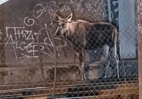 Setki pasażerów utknęło na Centralnym. Na peronie zjawił się łoś