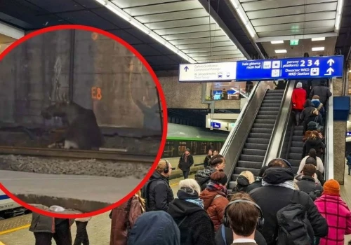 Ogromne opóźnienia pociągów w Warszawie. Po torach biegał łoś