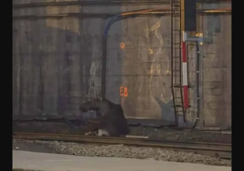 Łoś zablokował ruch na stacji Warszawa Centralna