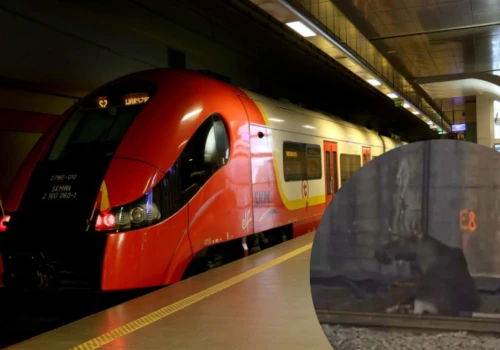 Wielki łoś zablokował ruch kolejowy. Położył się na torach w Warszawie