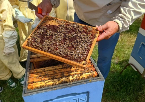 Po ponad 4 latach znoszą zakazy. Pszczelarze odetchną z ulgą