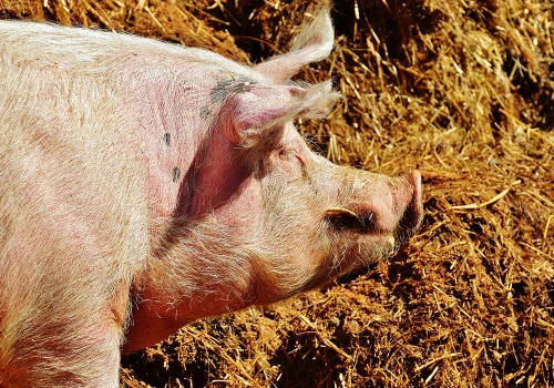 Kolejne obniżki cen świń. Na szybkie odbicie nie ma co liczyć