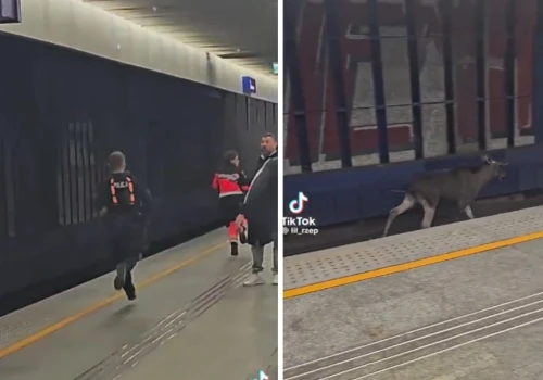 Łoś Emil sparaliżował ruch pociągów. Urządził sprint po torach Warszawy Centralnej