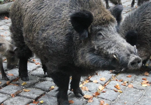 Będą wypłacać nagrody za odstrzelone dziki. Ruszył pilotażowy program