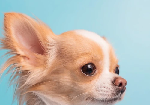 Chihuahua pochodzi od wilka? W ciałach małych psów znaleźli zaskakujące DNA