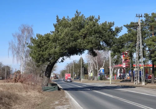 „Brama do miasta” z nagrodą. To niezwykłe drzewo od lat zachwyca Polaków
