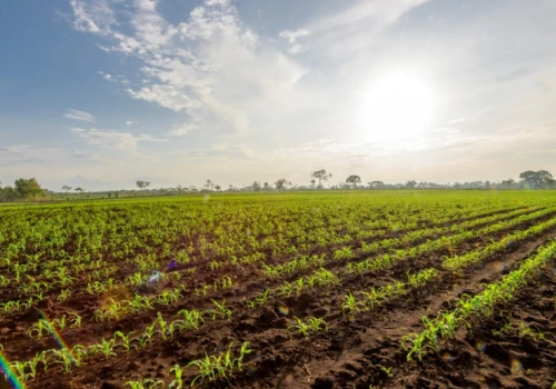 Botanika Farm odwołuje giełdowy debiut. Spółka wskazuje powody