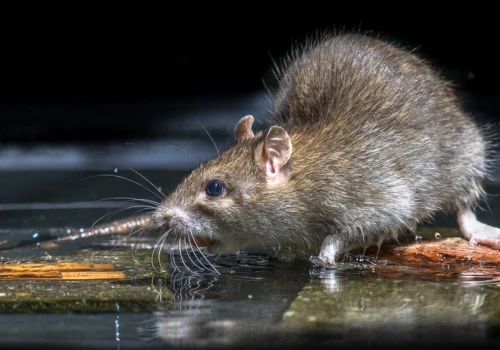Plaga szczurów gigantów w UK. Gryzonie już są wielkości kotów, a będzie gorzej