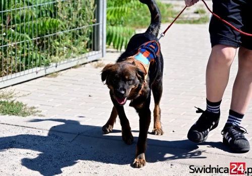 Nie możesz adoptować? Podaruj swój czas. Schronisko w Świdnicy zaprasza na „Spacery z Mokrymi Noskami”