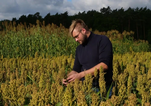 „Przygoda z sorgo zaczęła się z biedy” Kacper Piechota pokazuje, kiedy ta uprawa naprawdę się opłaca