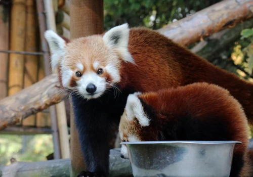 Wrzesień w Śląskim Zoo. Dzień Pandy Rudej, konkurs wiedzy o mokradłach i głos odwiedzających
