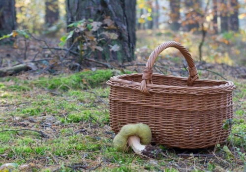 Poszedł na grzyby i zaginął. 63-latka całą noc szukały służby