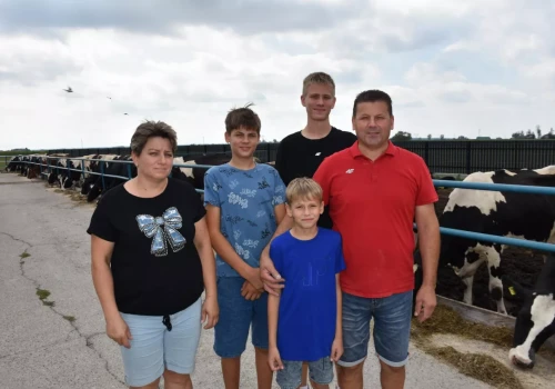 Uwolnił krowy z łańcuchów. Teraz osiągają średnio 6 laktacji