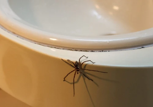 Jesienią pająki pchają się do domu. Tak się ich pozbędziesz