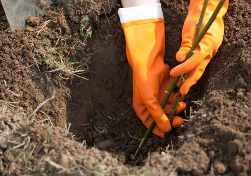 Wrzesień to dobry moment na te krzewy. Wiosną odwdzięczą się pięknymi kwiatami