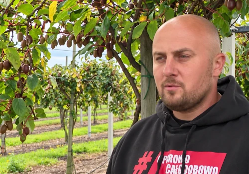 Mini kiwi: niszowa uprawa z dużym potencjałem i dużym ryzykiem