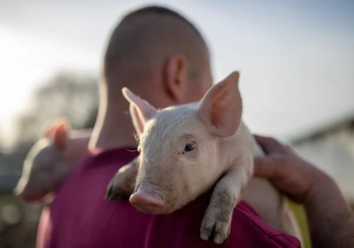 Ruszyła pomoc dla producentów świń. Oni już złożyli wnioski. Koniec za 2 tygodnie