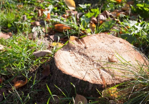Wywierć kilka otworów i wsyp do środka. Pień po drzewie sam się rozpadnie